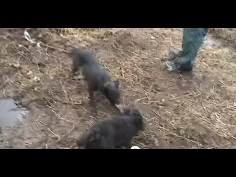 The pied piper Full Length Ratting Video 2017/18