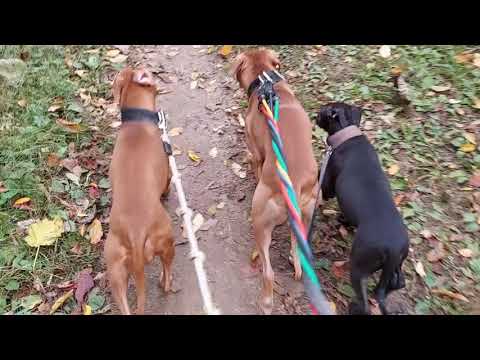 The Pit Bull Standard in the 21st Century