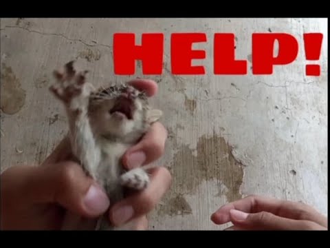 The poor kitten left and abandoned by the owner got sick and died🥺
