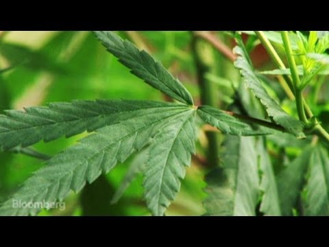 The Pot Farm Where Uncle Sam Goes to Get High