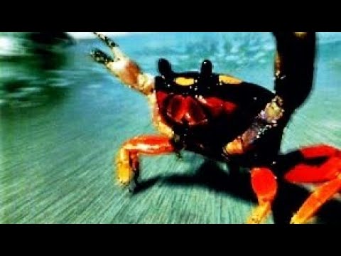 The Prodigy - Diesel Power