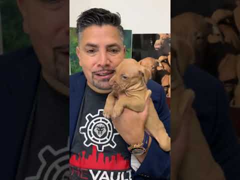 The REAL AMERICAN PITBULL and what matters on its pedigree by Chico Lopez