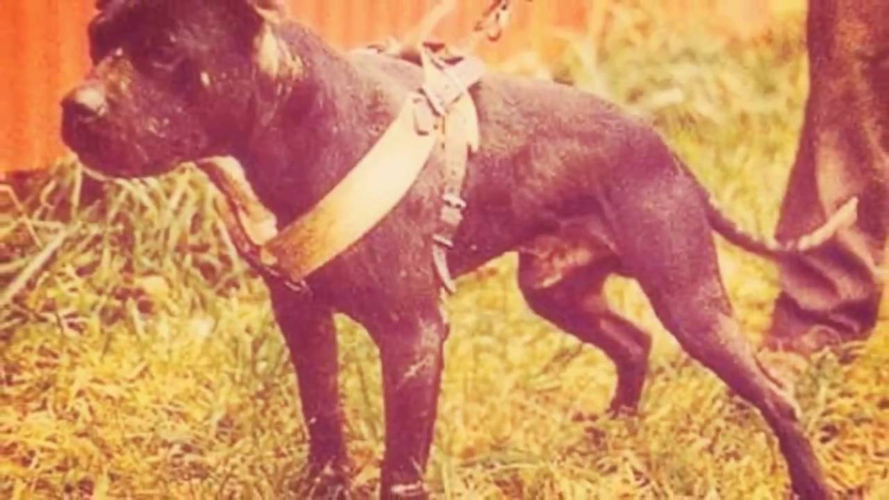 The real american pitbull terrier |||pitbullAPBT°ADBA