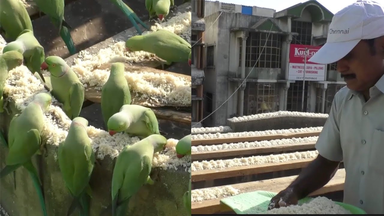 The real Birdman: Indian man feeds thousands of parrots in his apartment