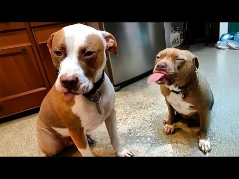 The reality of having two dogs 🐶🤣 Funny Dogs Video