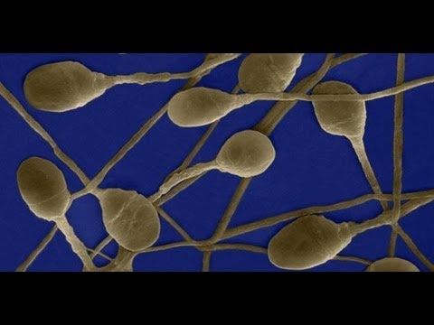 The Secret to Perfect Skin is... Semen?!
