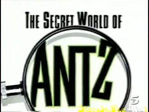 The Sectret World of Antz