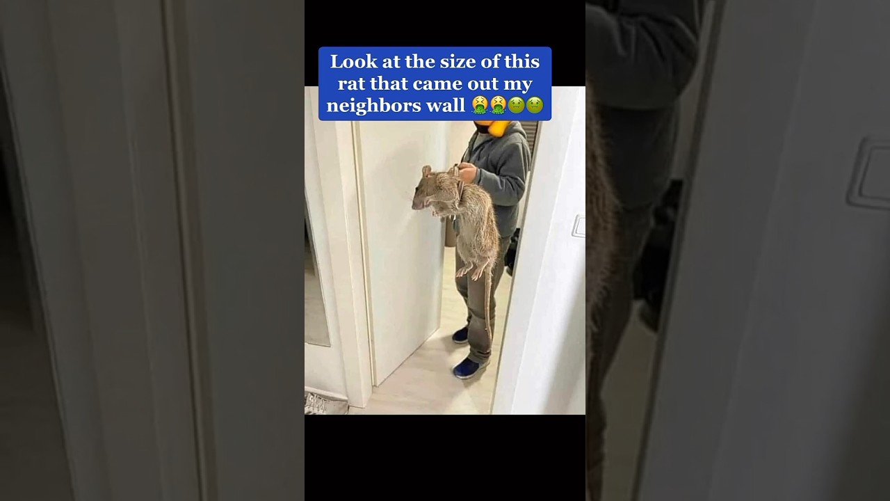 The size of this rat is ridiculous…