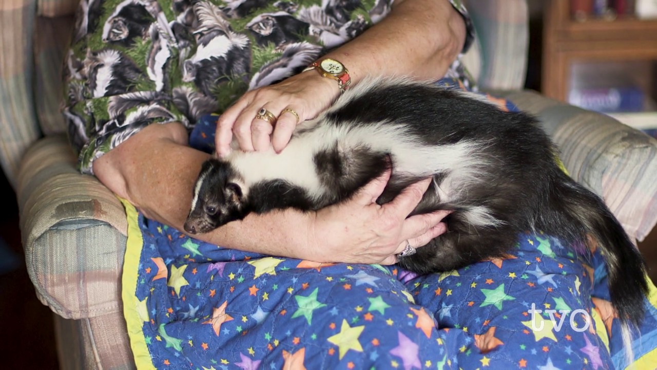 The Skunk Lady