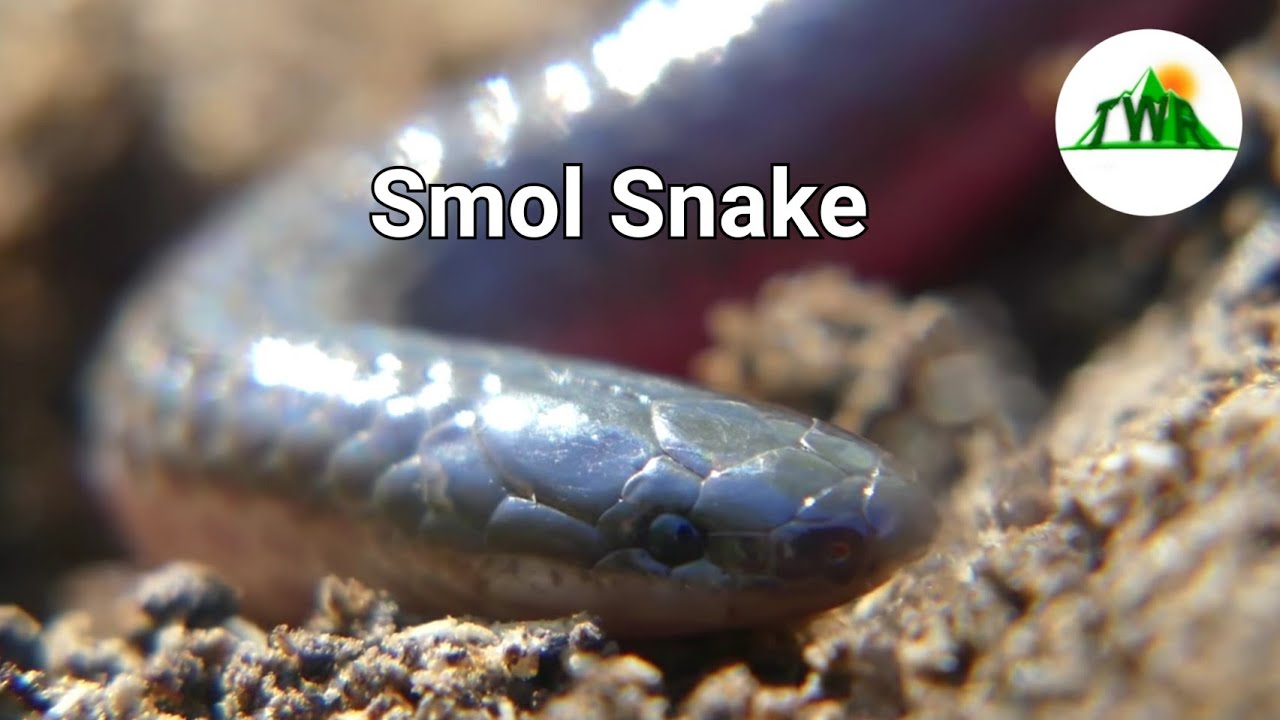 The snake that just wants to be a worm...the Eastern worm snake!
