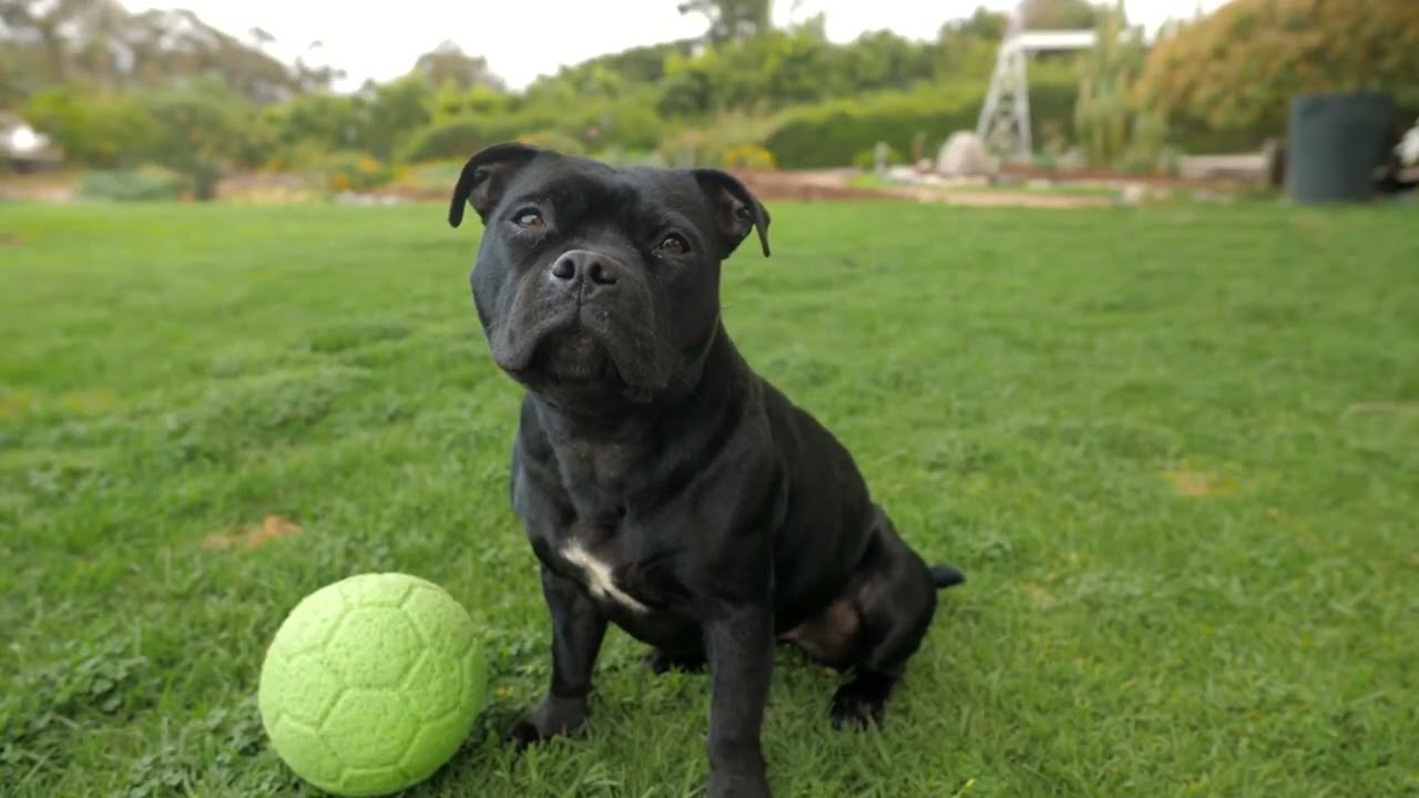 The Staffordshire Bull Terrier, a dog with an athletic body.