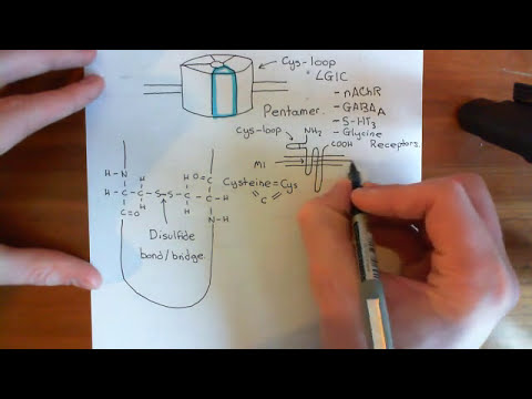 The Structure and Opening Mechanism of Cys-Loop Receptors Part 1