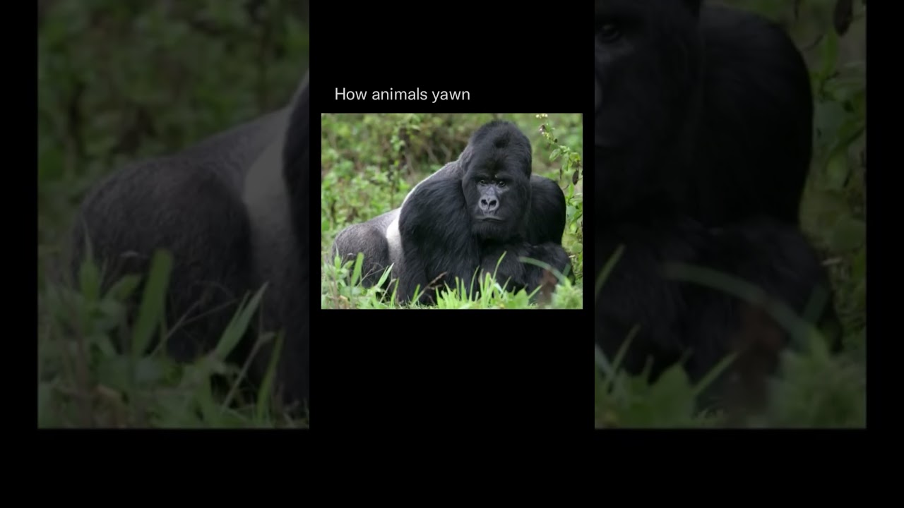 The Surprising Science of How Animals Yawn