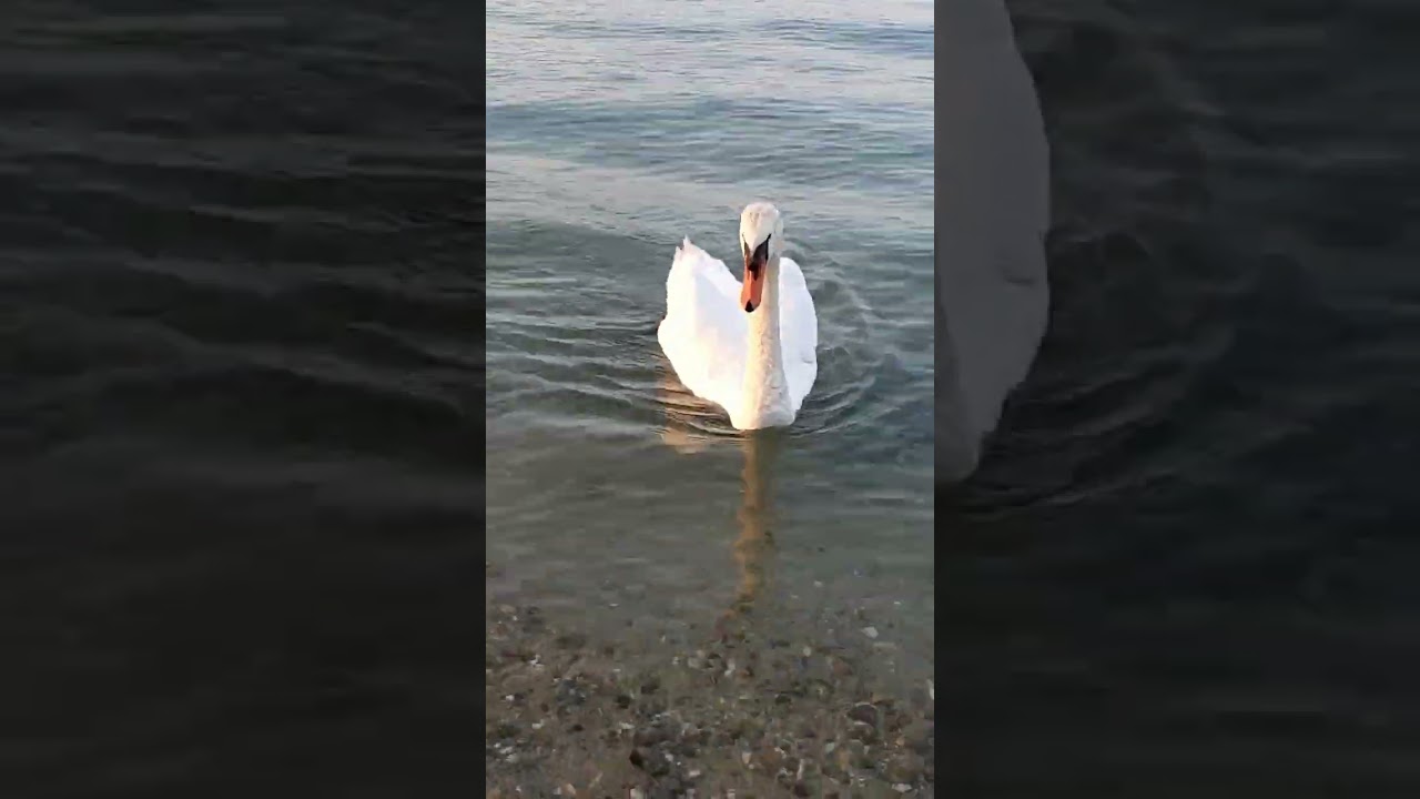 the swan #shorts #satisfying #viral