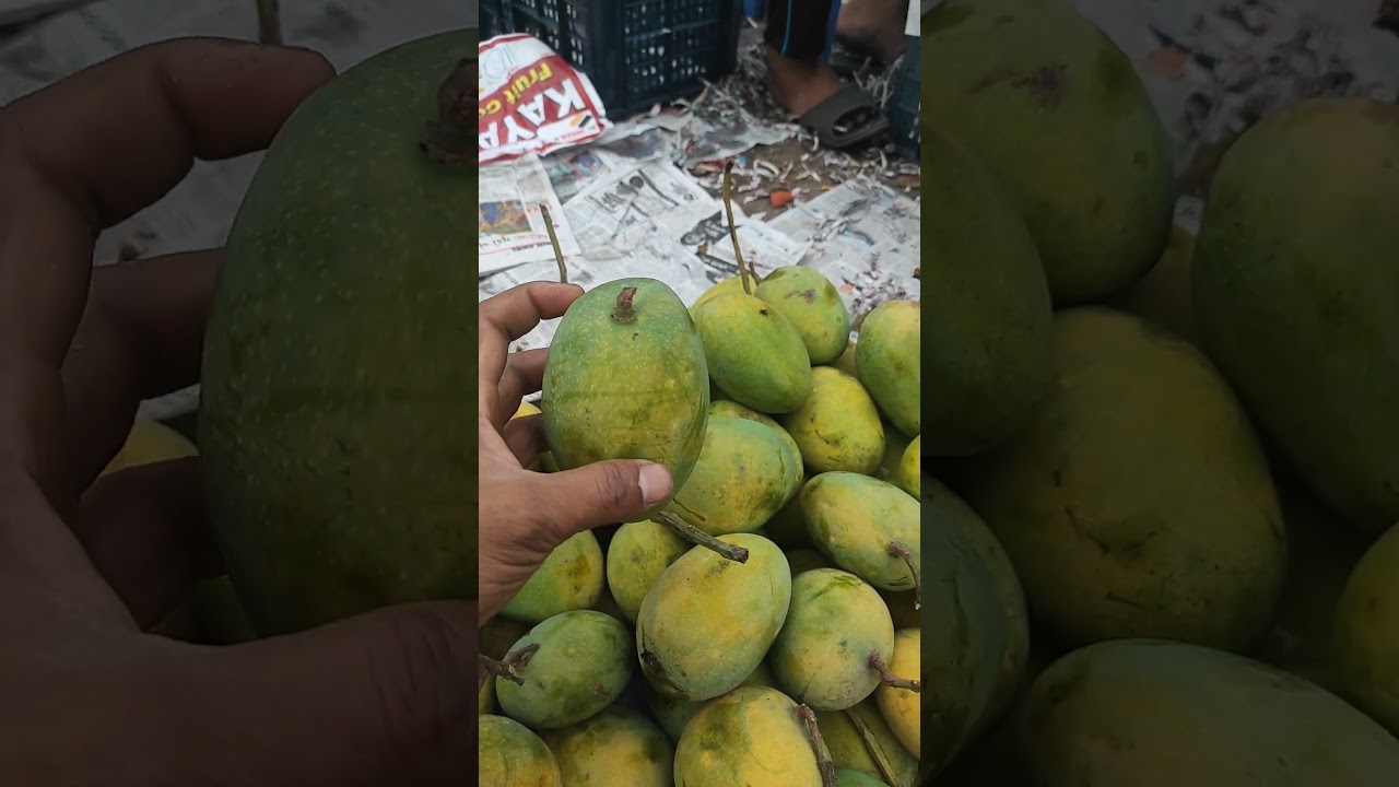 The sweet mango of the garden of Faridpur