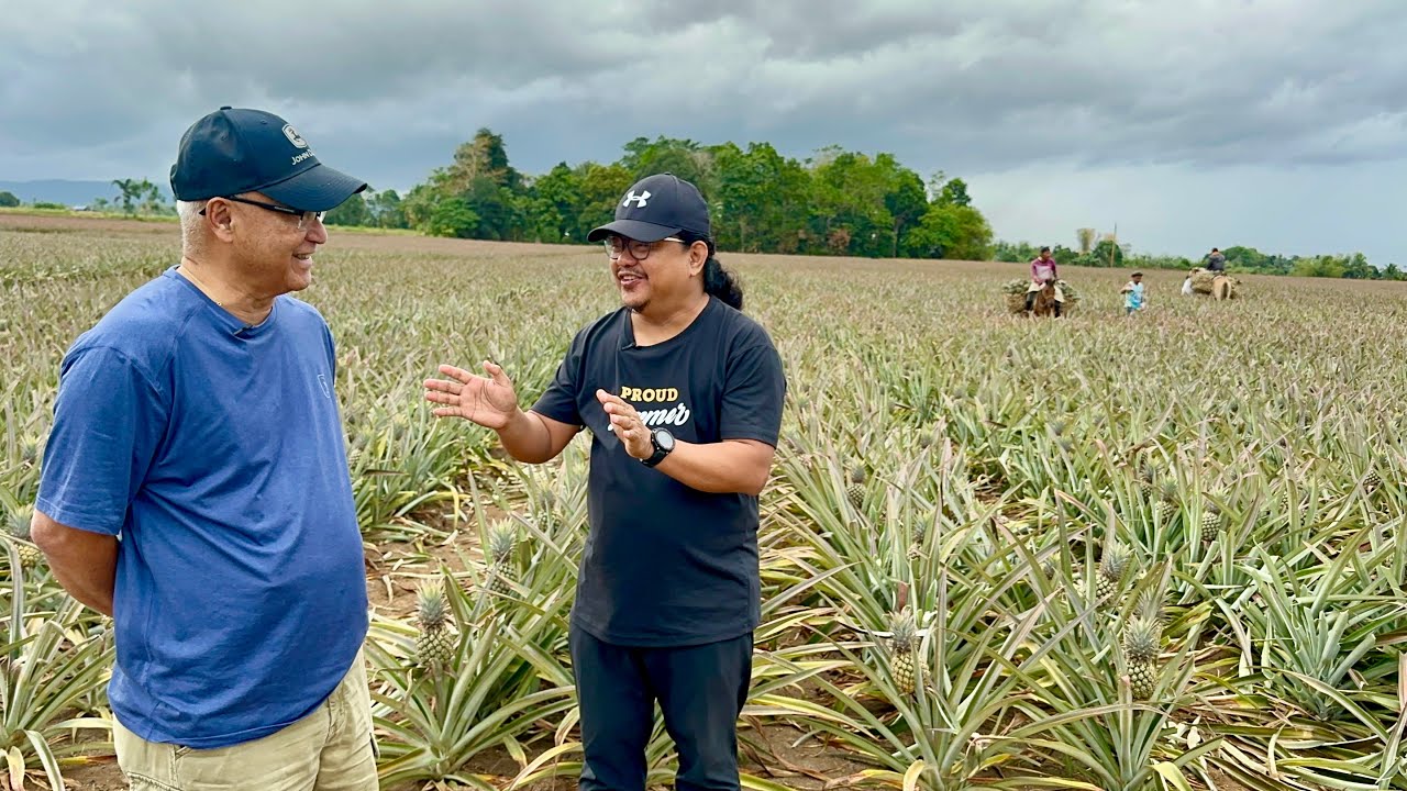 The Sweetest PINEAPPLE in the Phil! 100 Hectares Farm, Everyday Harvest, Everyday Planting!
