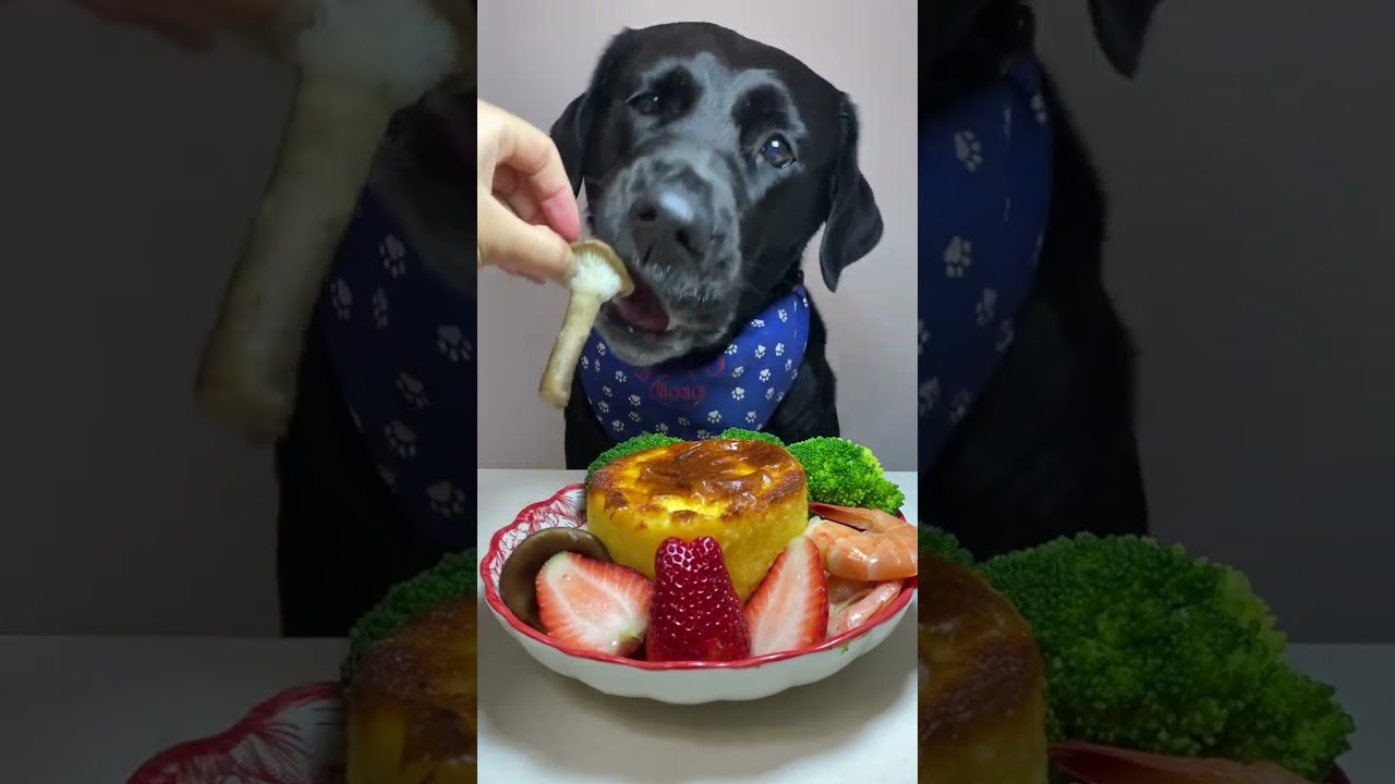 The temperature is rising again, let’s cook! Cute pet debut plan Labrador Oh my god it smells so g