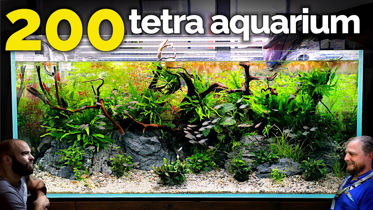 The Tetra Jungle Aquarium: EPIC 4ft 200 Fish Tank (Aquascape Tutorial)