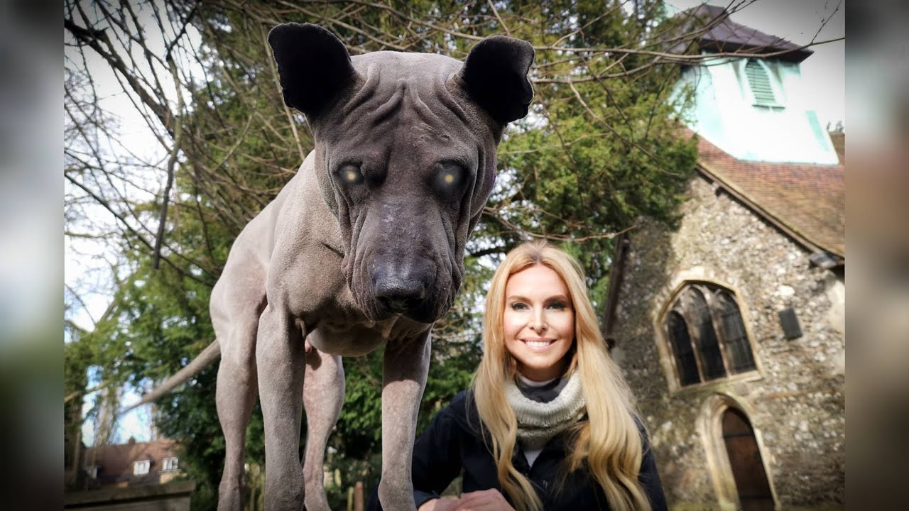 THE THAI RIDGEBACK - FIERCE GUARD DOG? ไทยหลังอาน