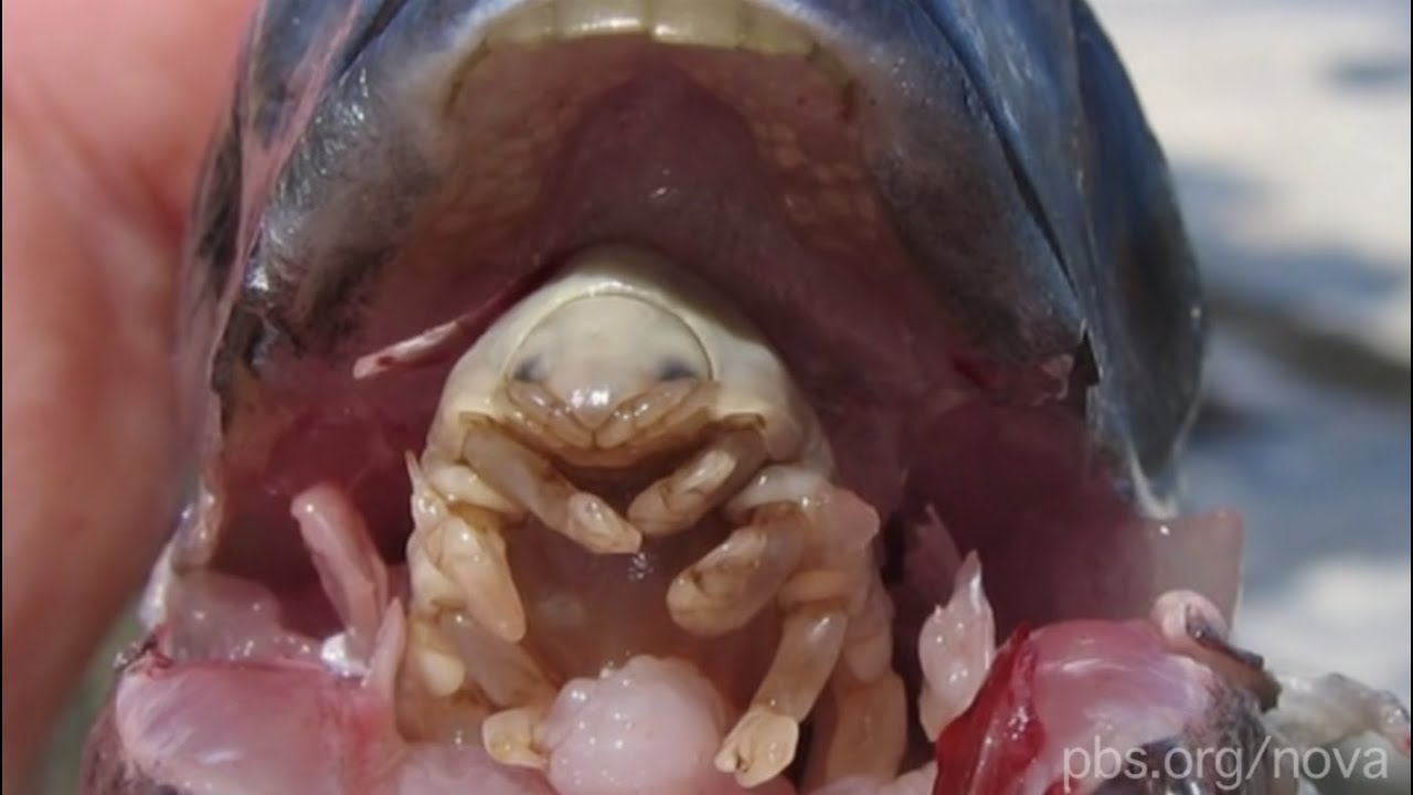 The Tongue-Eating Parasite