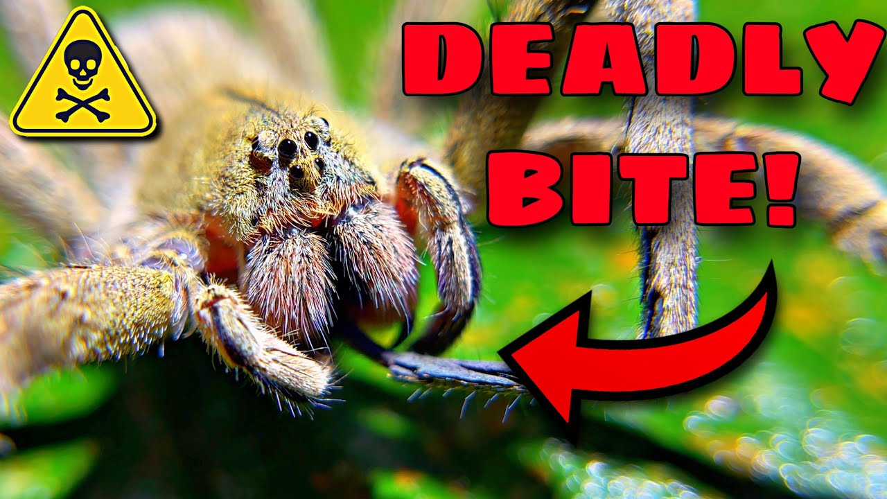 The TOP 3 DEADLIEST Spiders ON EARTH!