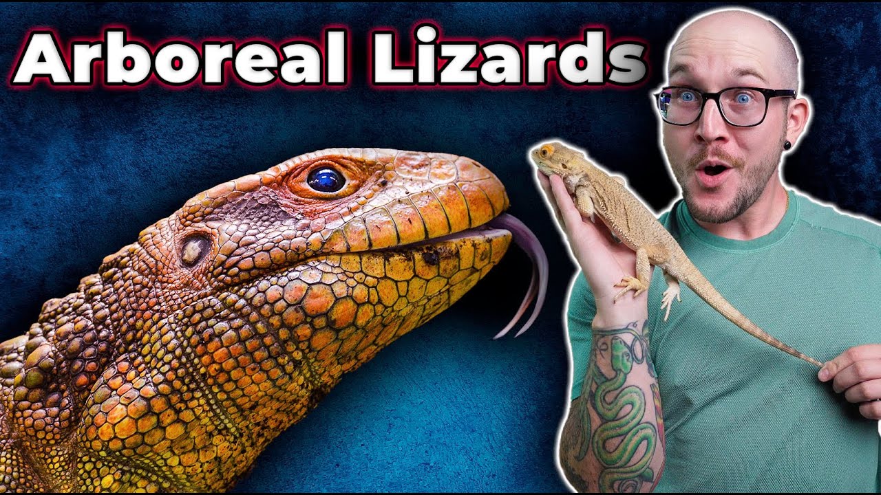 The Top 5 BEST Arboreal Lizards That You HAVE NEVER HEARD OF!