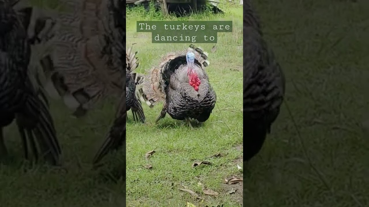 The turkeys are dancing to || Pargoy kedepan