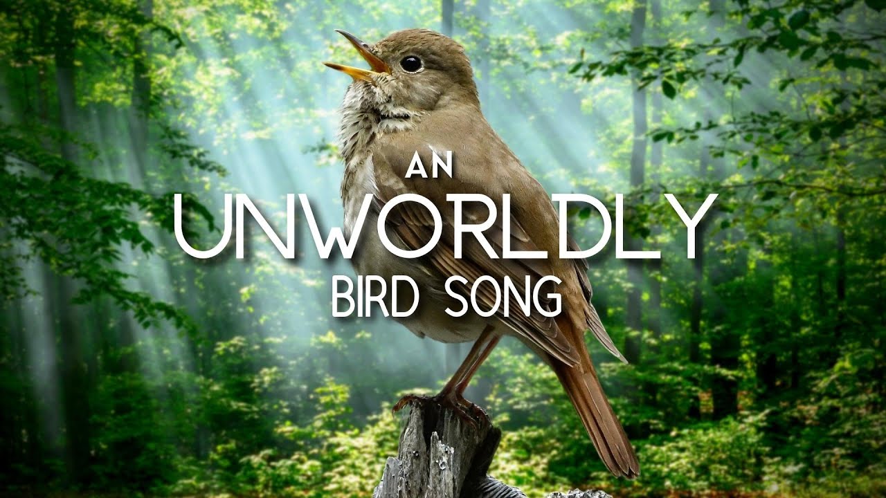 The UNWORLDLY Song of the Hermit Thrush