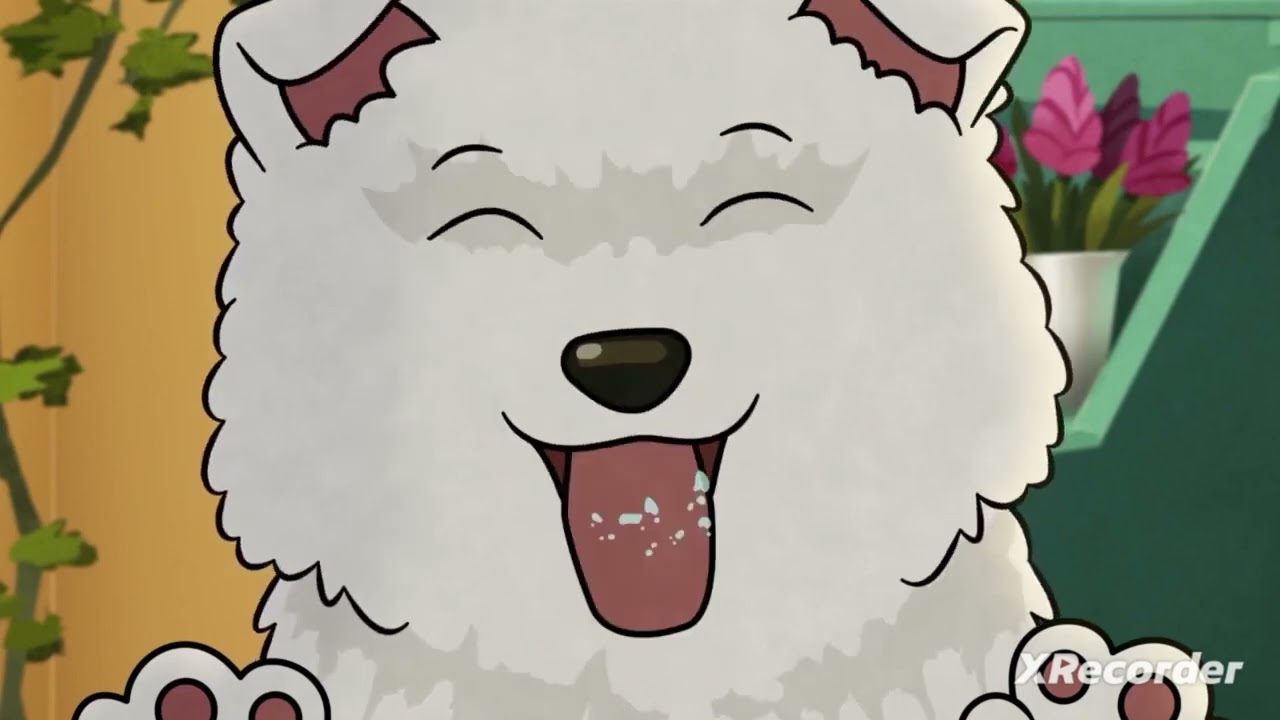 The white dog licks your face (Molly of denali)
