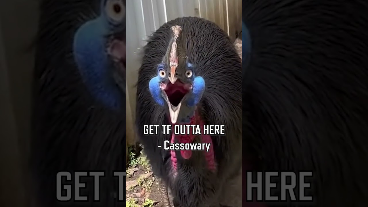 The worlds most DANGEROUS bird