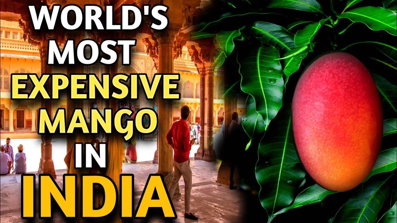 The world's most expensive mango in india | miyazaki mango in india