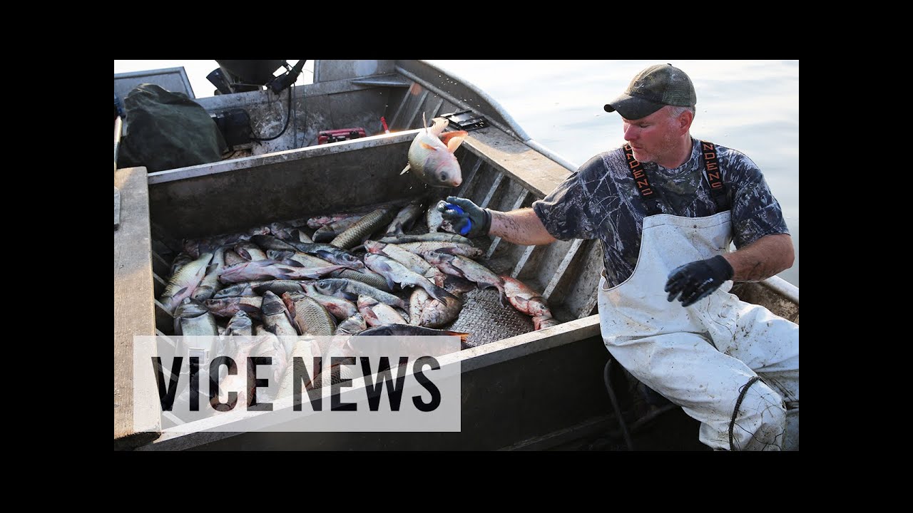 The Worst Fish in America: Asian Carpocalypse