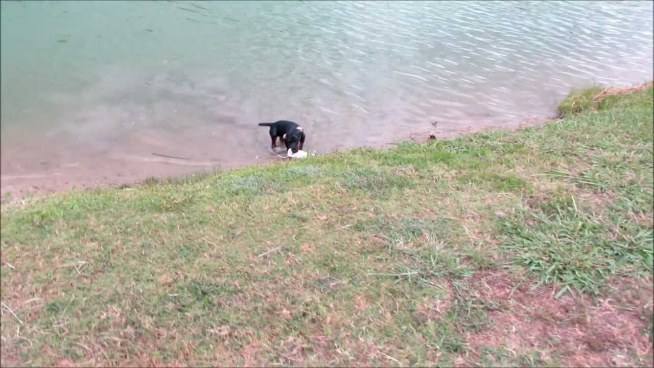 TheGang-German Jagdterrier's and a Malinois