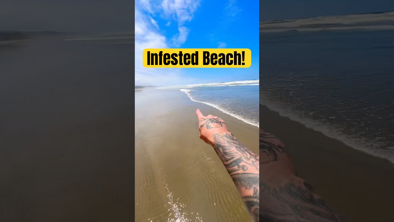 THESE Are Under YOUR Feet at the Beach! 😱 #animals #nature #shorts