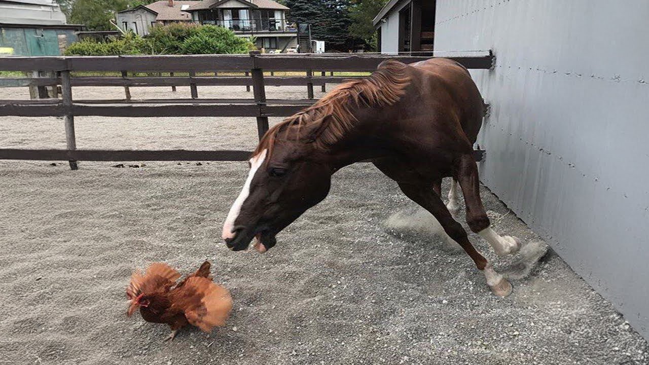 These Funny Horses are a must watch! - Funniest Horses Videos P4