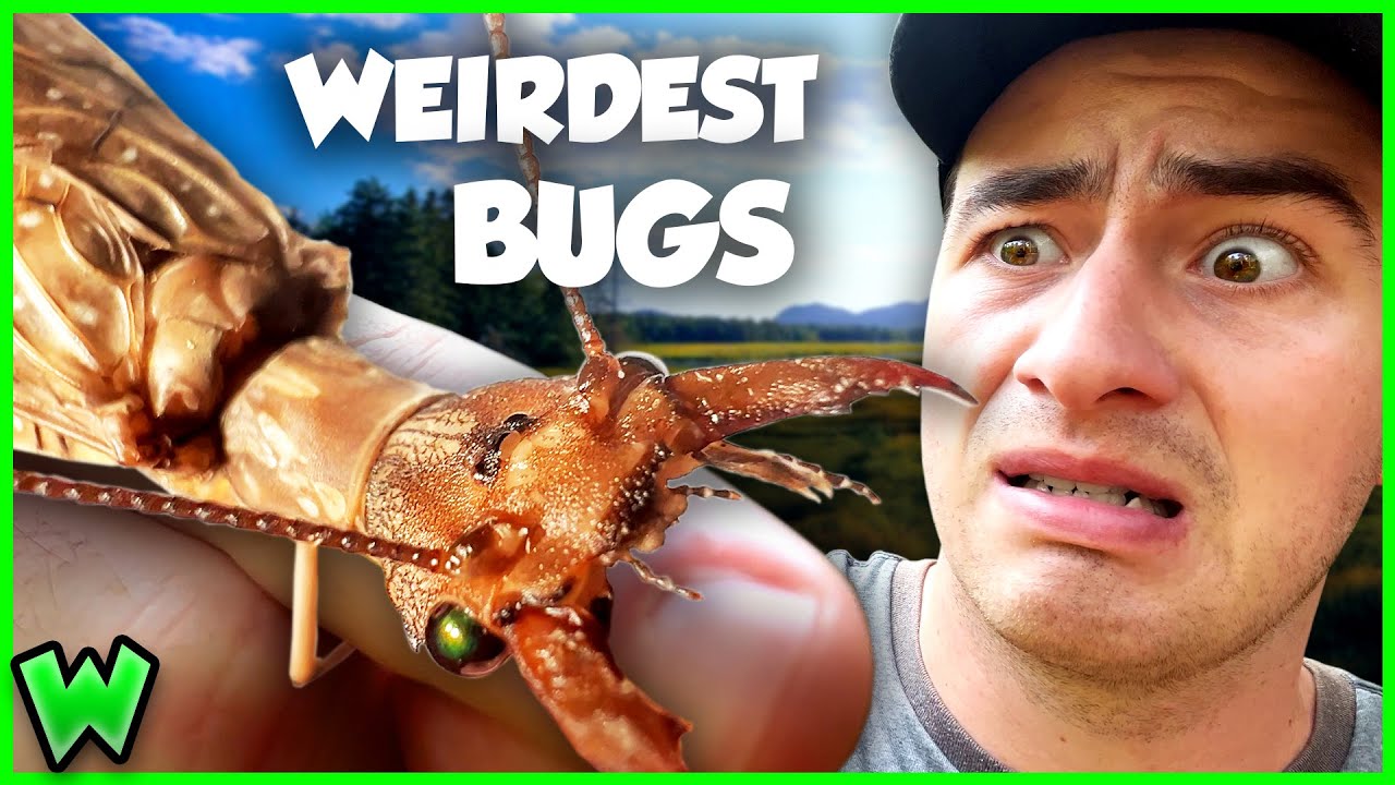 These Strange Insects Will Blow Your Mind