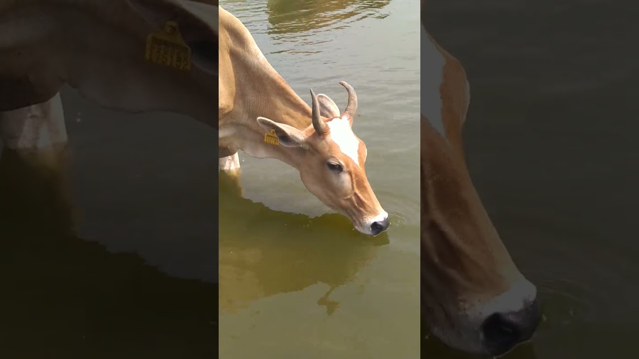 thirsty cow drinking water #village #cute #shortvideos #cow #animals #cuteness #shorts #short