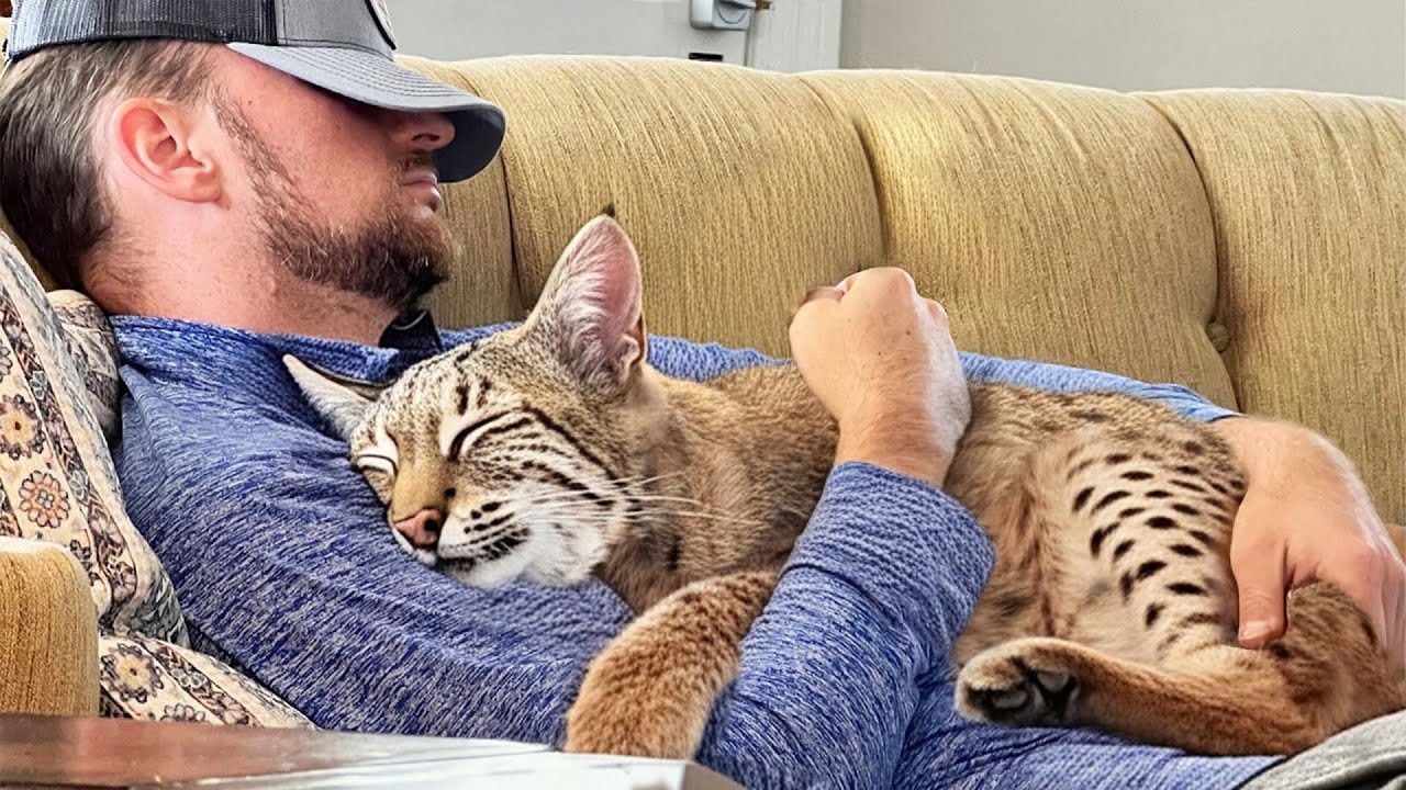 This Bobcat Was About to Be Put Down. Now He Sleeps on the Couch!