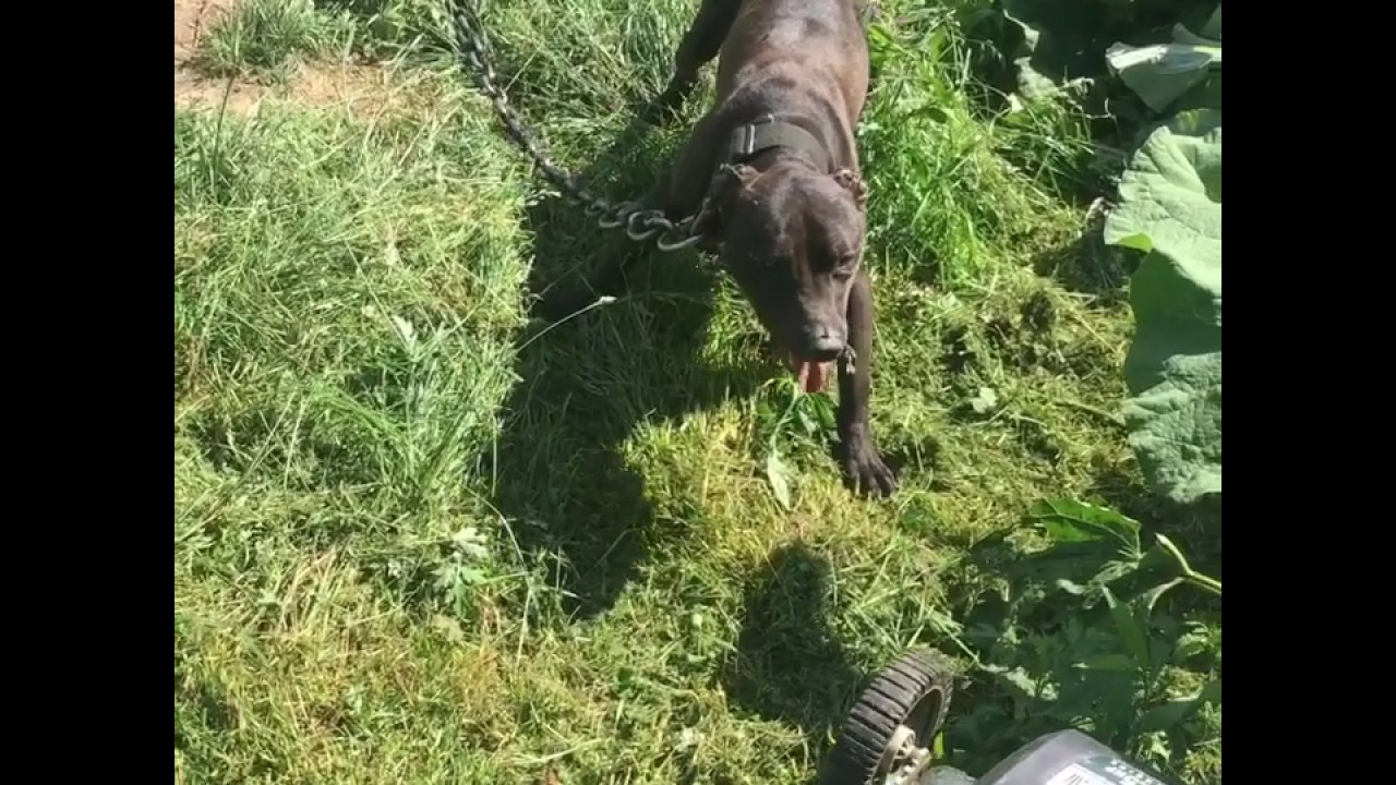 This boy here #pitbull #apbt