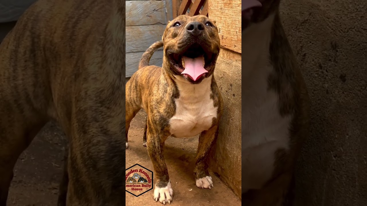 This BULL 🦍🔥🦍 has it all,structure,muscle,gameness and a balanced temperament#americanbully#apbt