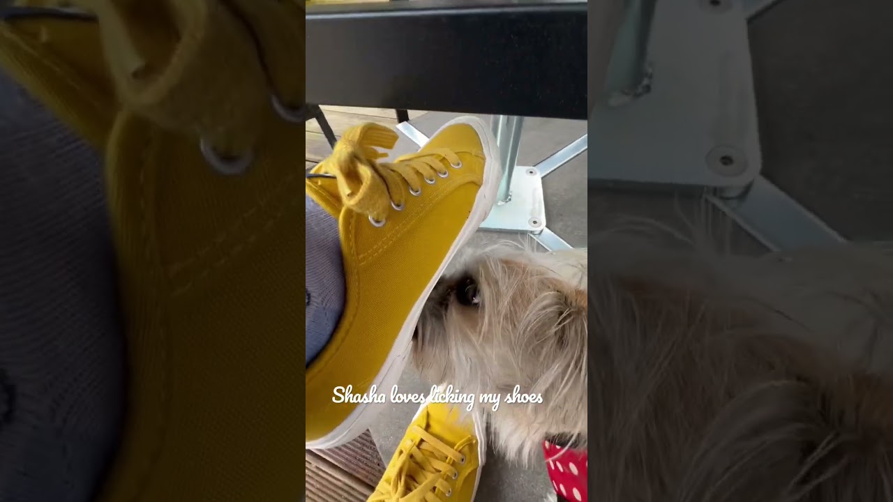 This dog loves licking my shoes #ytshorts #viral #cute #love #beautiful #shorts #doglover