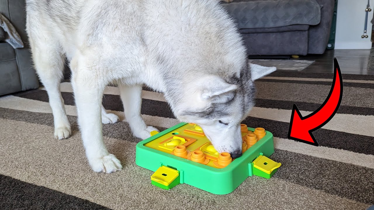 This Dog Puzzle Toy Will Really Challenge Your Dog!