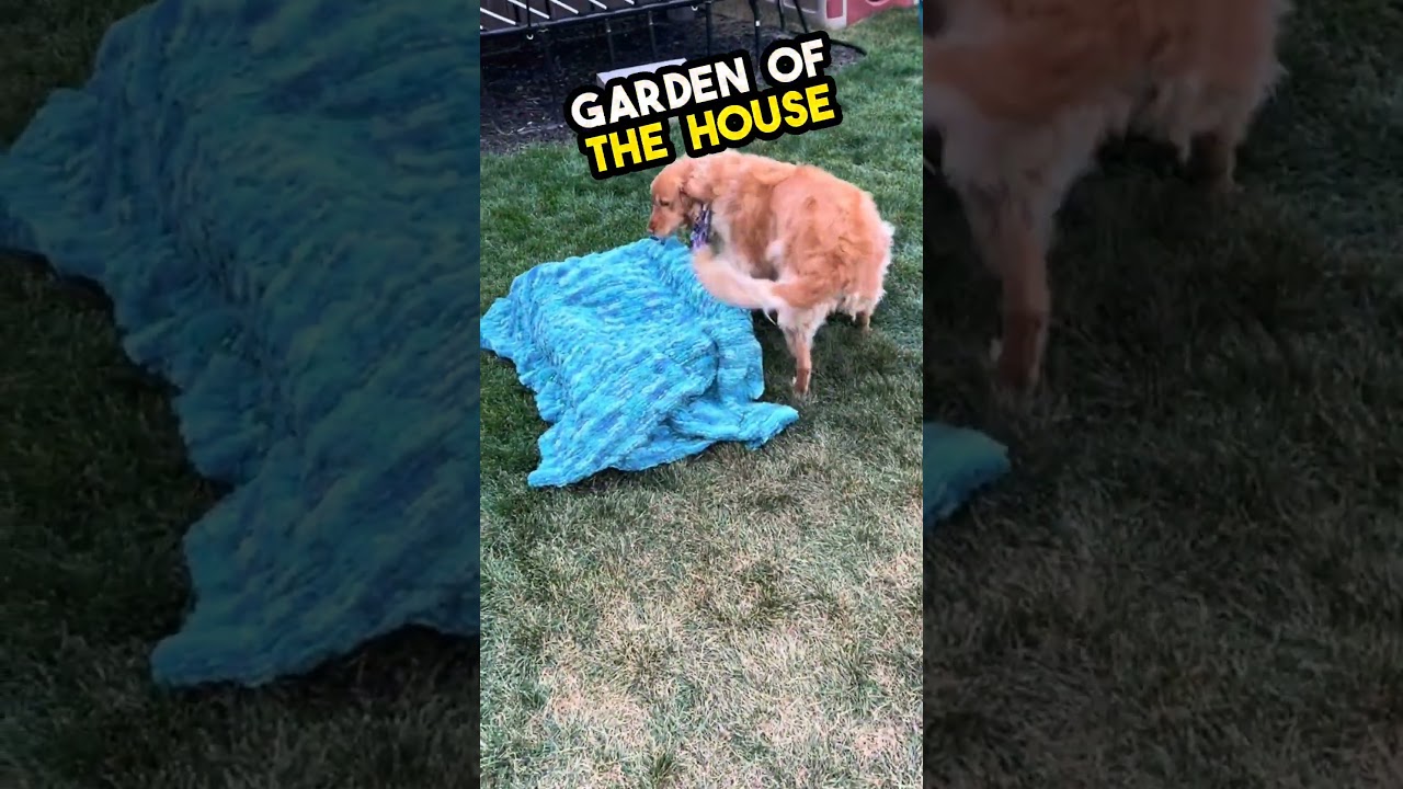 This dog received a surprise after she lost all of her puppies🥺❤️#shorts