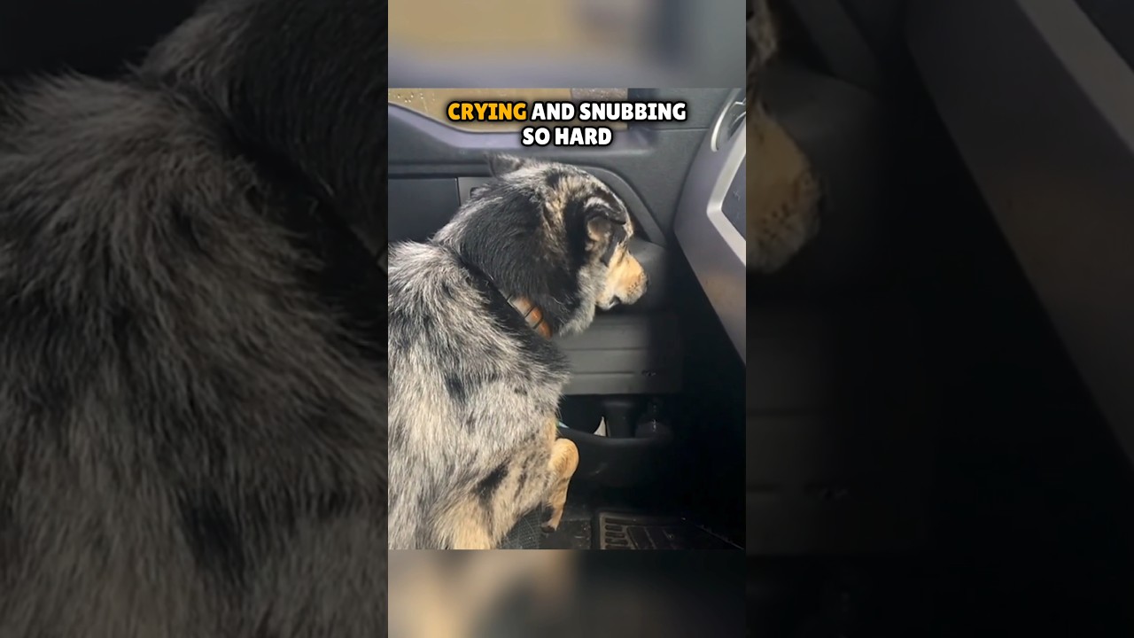 This dog started crying after his owner brought something to home 🥺 #shorts