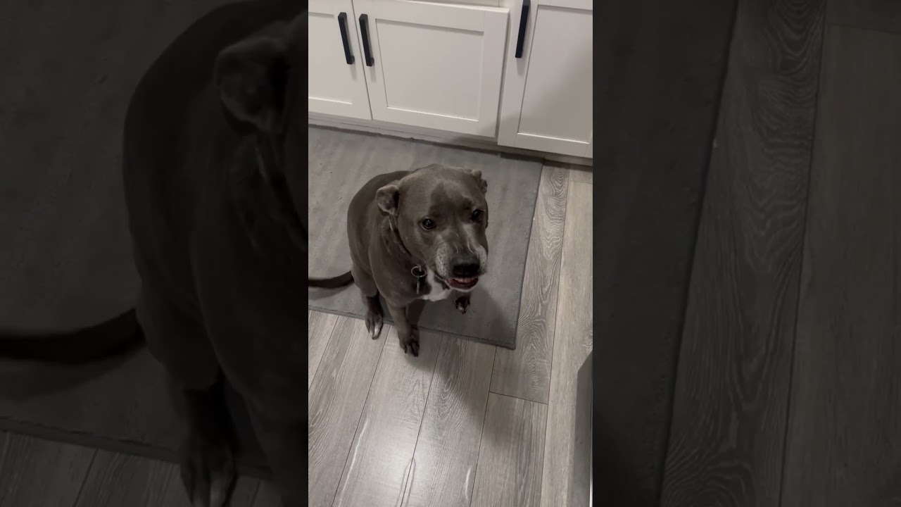 This dog's facial expressions are incredible 😂 (via coco212183)