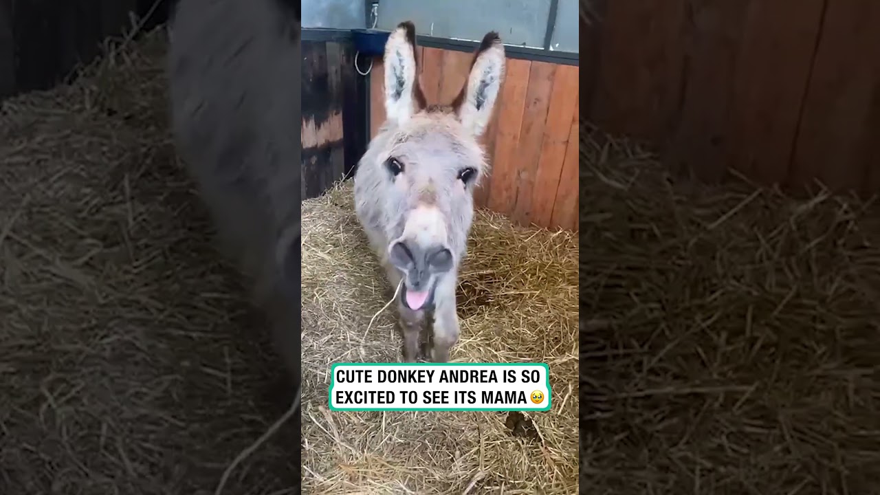 This donkey is so excited to see its mama 🥹 🫏      🎥: Kristal Rigon via ViralHog