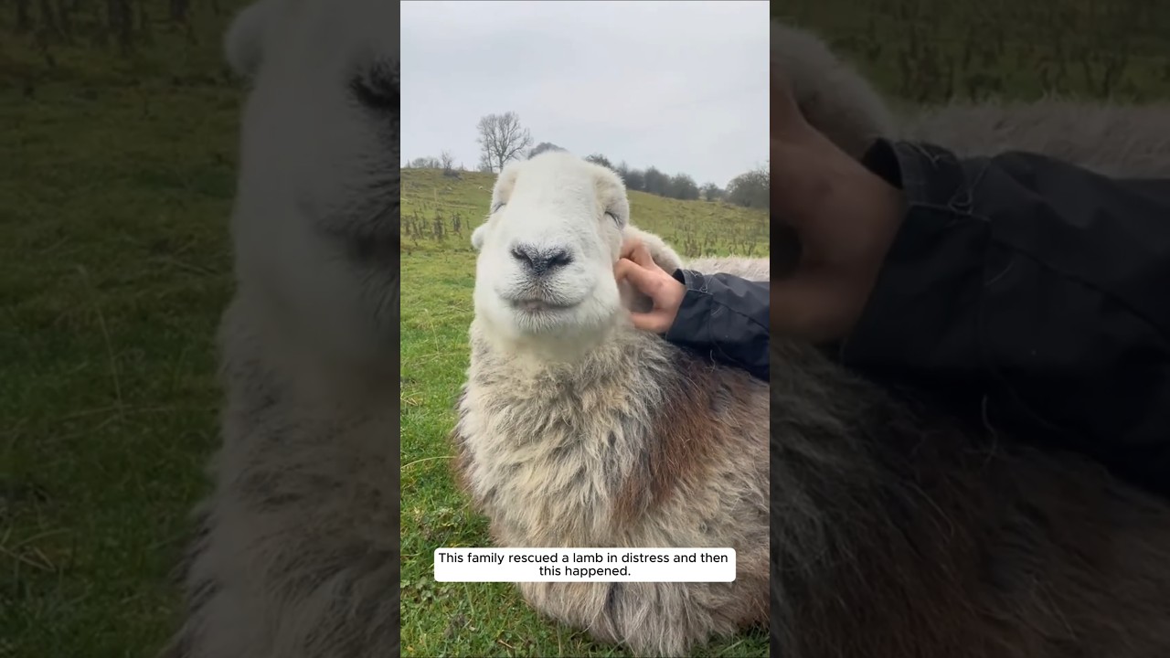 This family rescued a lamb in distress and then this happened.