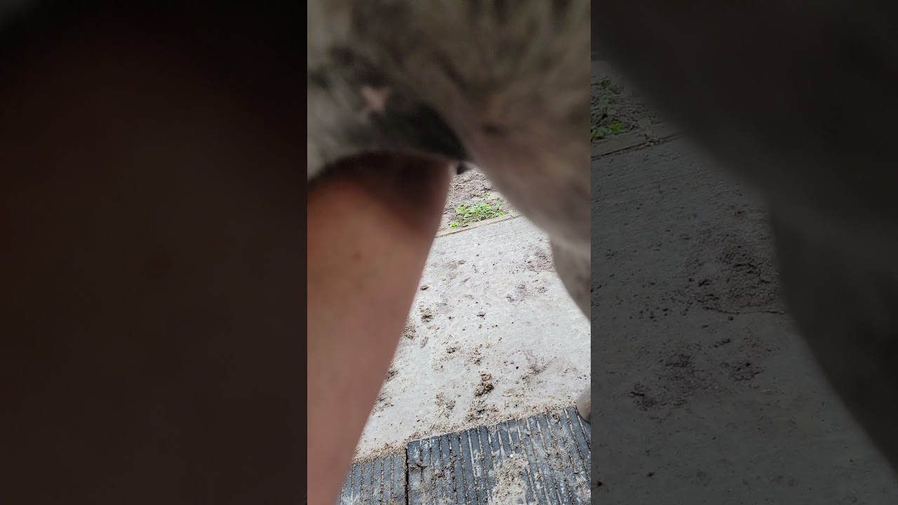 This horse has his first sheath cleaning in 12 years