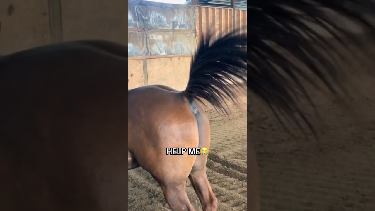 This horse tried to cover up a fart 😭😂 #shorts
