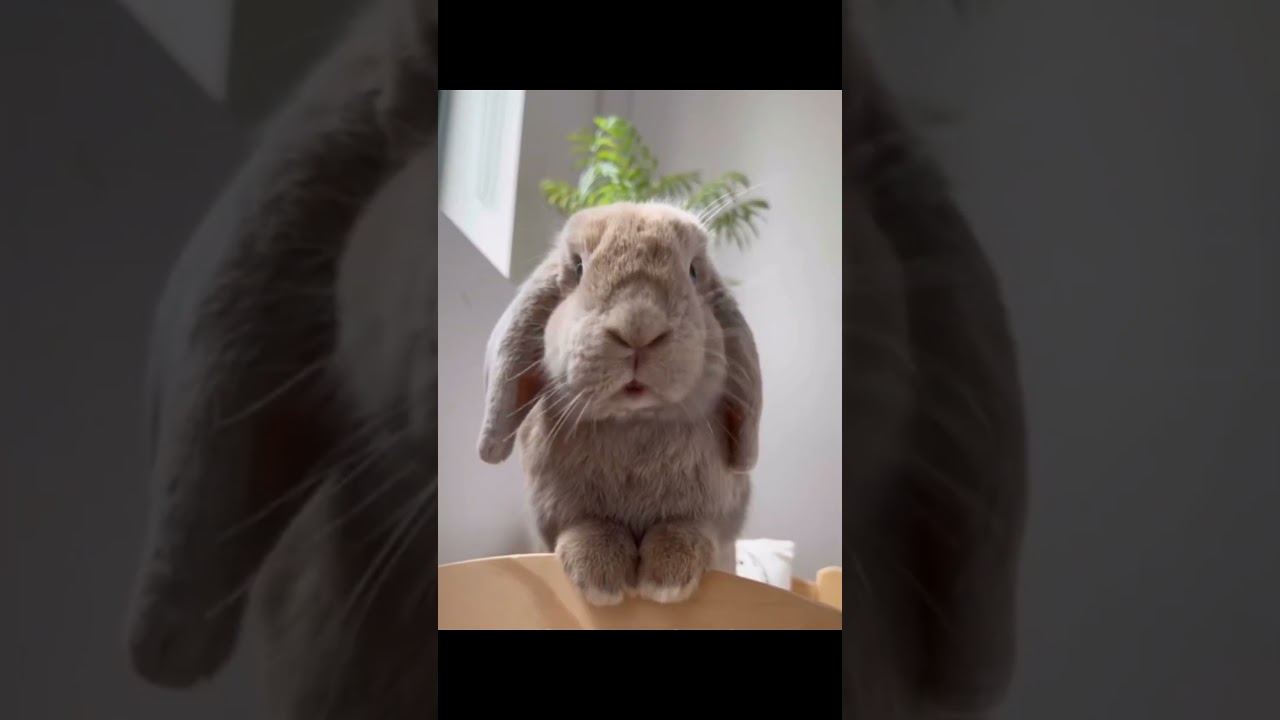 #This is my crush can you see everyone's #crush #shorts #rabbits
